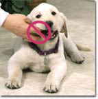 Puppy chewing on hands