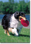 Collie with a Frisbee