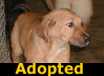 Tinky - ADOPTED