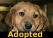 Velvet - ADOPTED