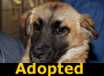 Star - ADOPTED