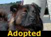 Murphy - ADOPTED