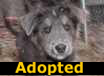 Alfalfa - ADOPTED