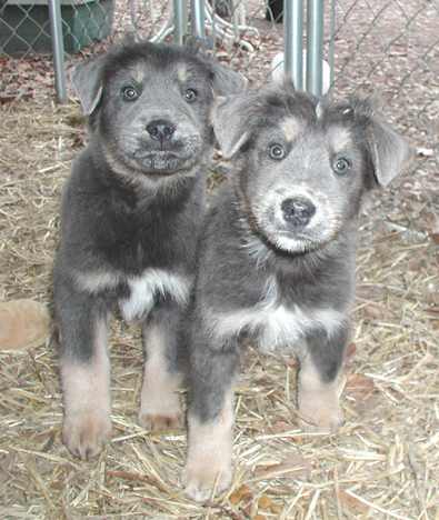 Buddha & Alfalfa