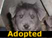 Buddha - ADOPTED