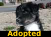 Macho - ADOPTED