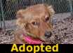 Ginger - ADOPTED