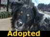 Angus - ADOPTED