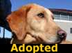 LuLu - ADOPTED