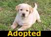 Rory - ADOPTED