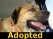 Murphy - ADOPTED