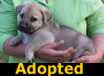Cory - ADOPTED