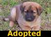 Yogi - ADOPTED