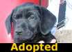 Daisy -ADOPTED