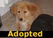 Bandit - ADOPTED