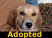 Simba - ADOPTED