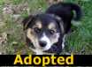 Mindy - ADOPTED