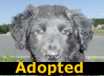 Jambo - ADOPTED