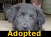 Bwana - ADOPTED