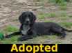 Button - ADOPTED