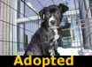 Abby - ADOPTED