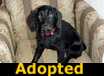 Lacy - ADOPTED
