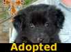 Pearl - ADOPTED