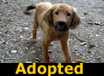 Mia - ADOPTED