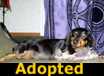Jelly Bean - ADOPTED
