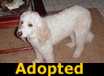 Mozart - ADOPTED