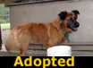 Buddy - ADOPTED