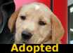 Vanilla - ADOPTED