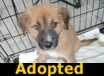 Ziggy - ADOPTED