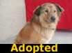 Lady - ADOPTED