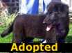 Fox Eyes - ADOPTED