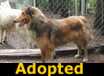 Prince - ADOPTED