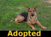 Jessie - ADOPTED
