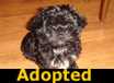 Gizmo - ADOPTED