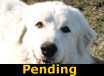 Gabriel - PENDING