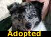 Cricket - ADOPTED