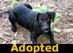 Reed - ADOPTED