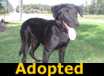 Tisha - ADOPTED