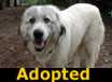 Cory - ADOPTED