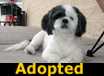 Muffin Man - ADOPTED