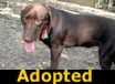 Buddy - ADOPTED