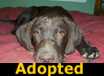 Gracie - ADOPTED