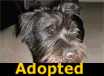 Eddie - ADOPTED