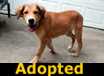 Bear - ADOPTED