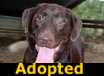 Sugar Bear - ADOPTED