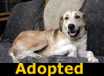 Sadie - ADOPTED